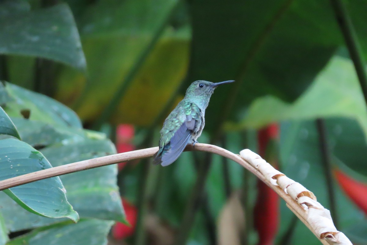 kolibřík skvrnitoprsý - ML620258389