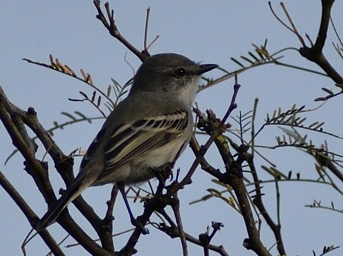 Suiriri Flycatcher - ML620258394