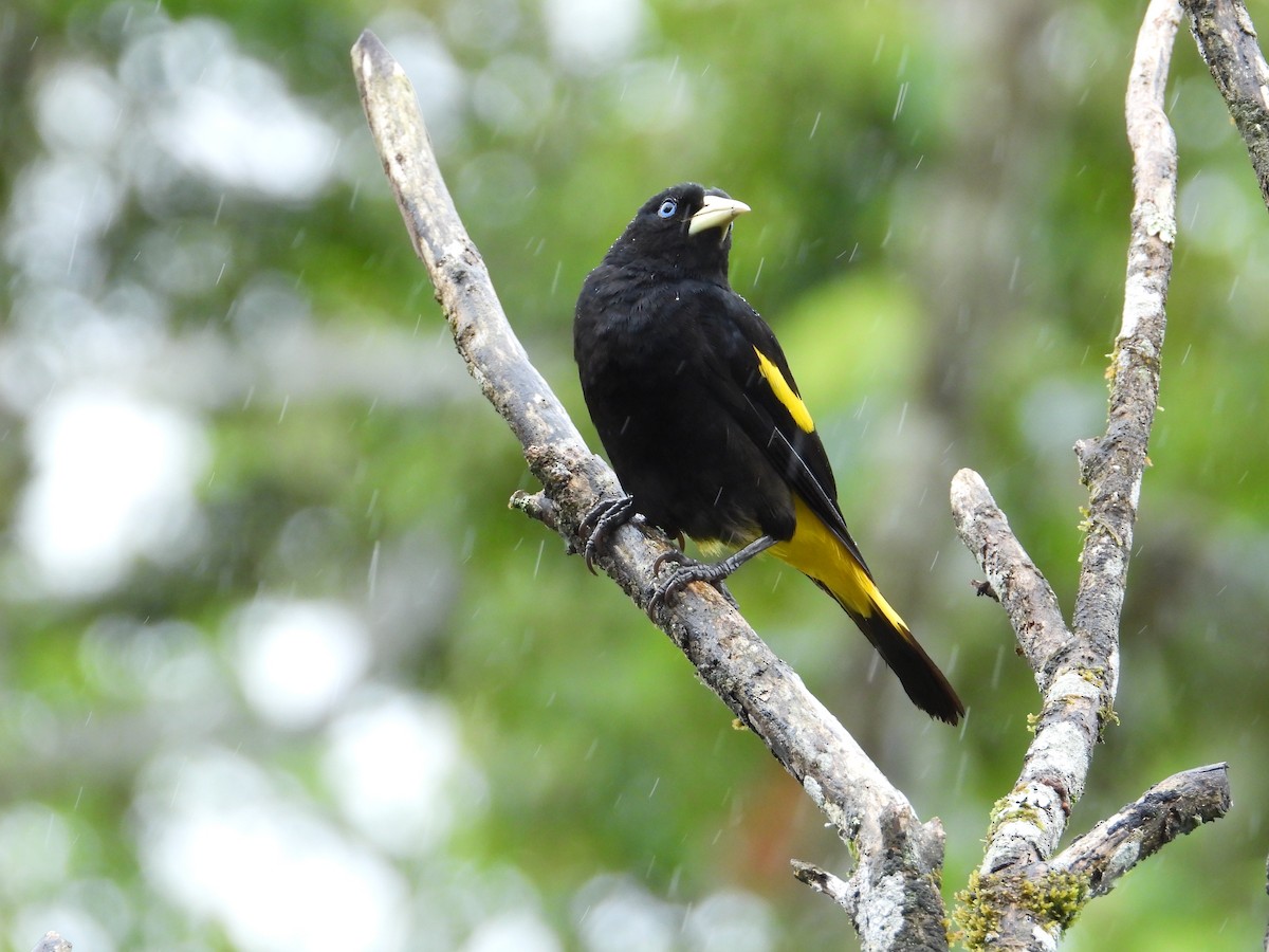 Yellow-rumped Cacique - ML620258396