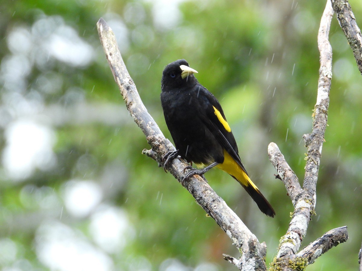 Yellow-rumped Cacique - ML620258397
