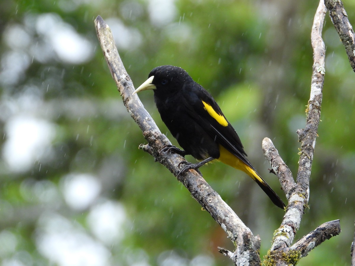 Yellow-rumped Cacique - ML620258398