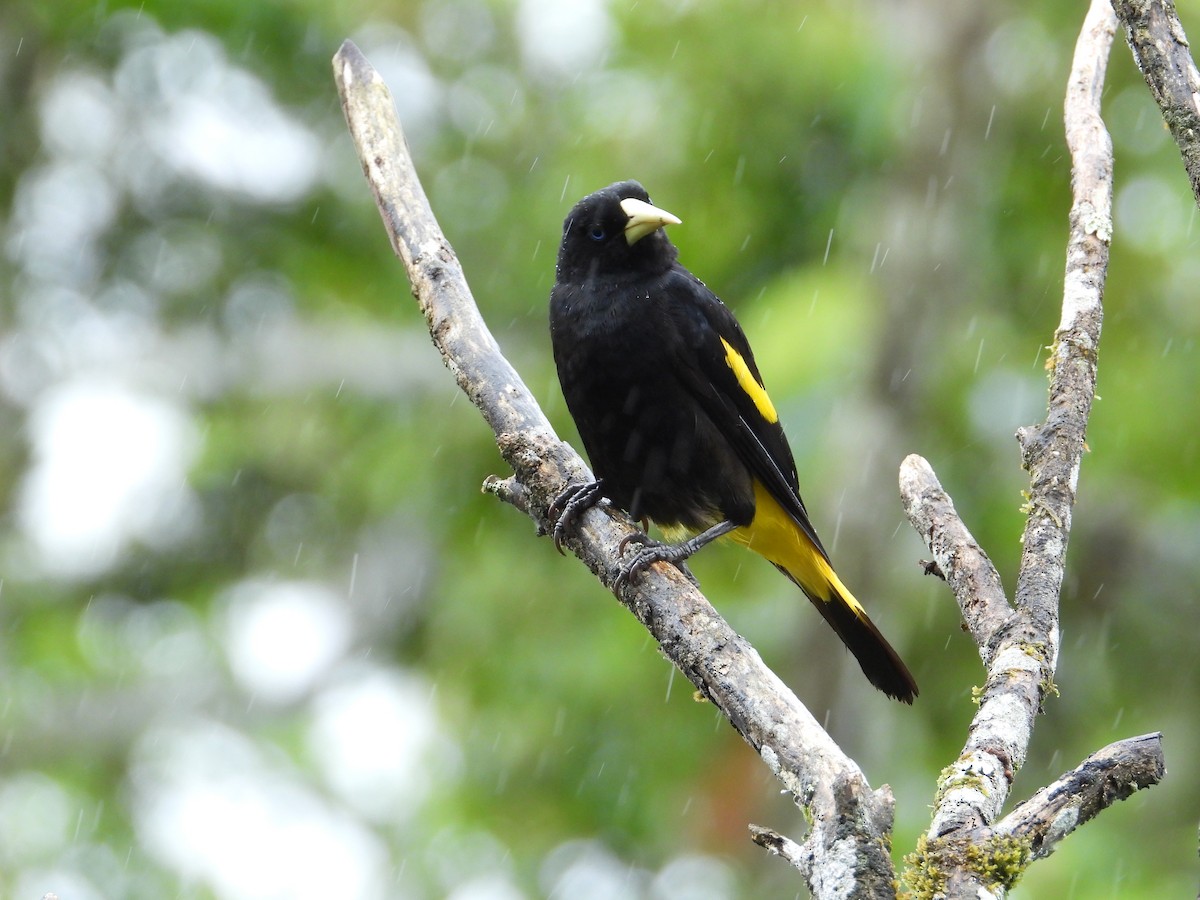 Yellow-rumped Cacique - ML620258399