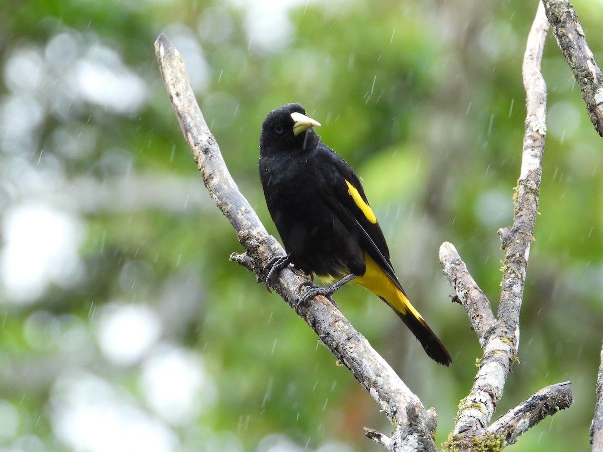 Yellow-rumped Cacique - ML620258400