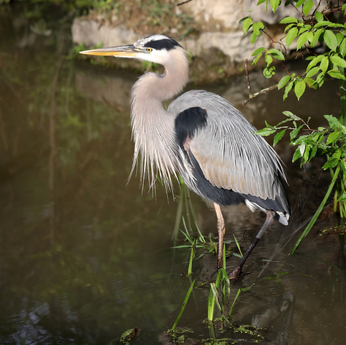 Great Blue Heron - ML620258402