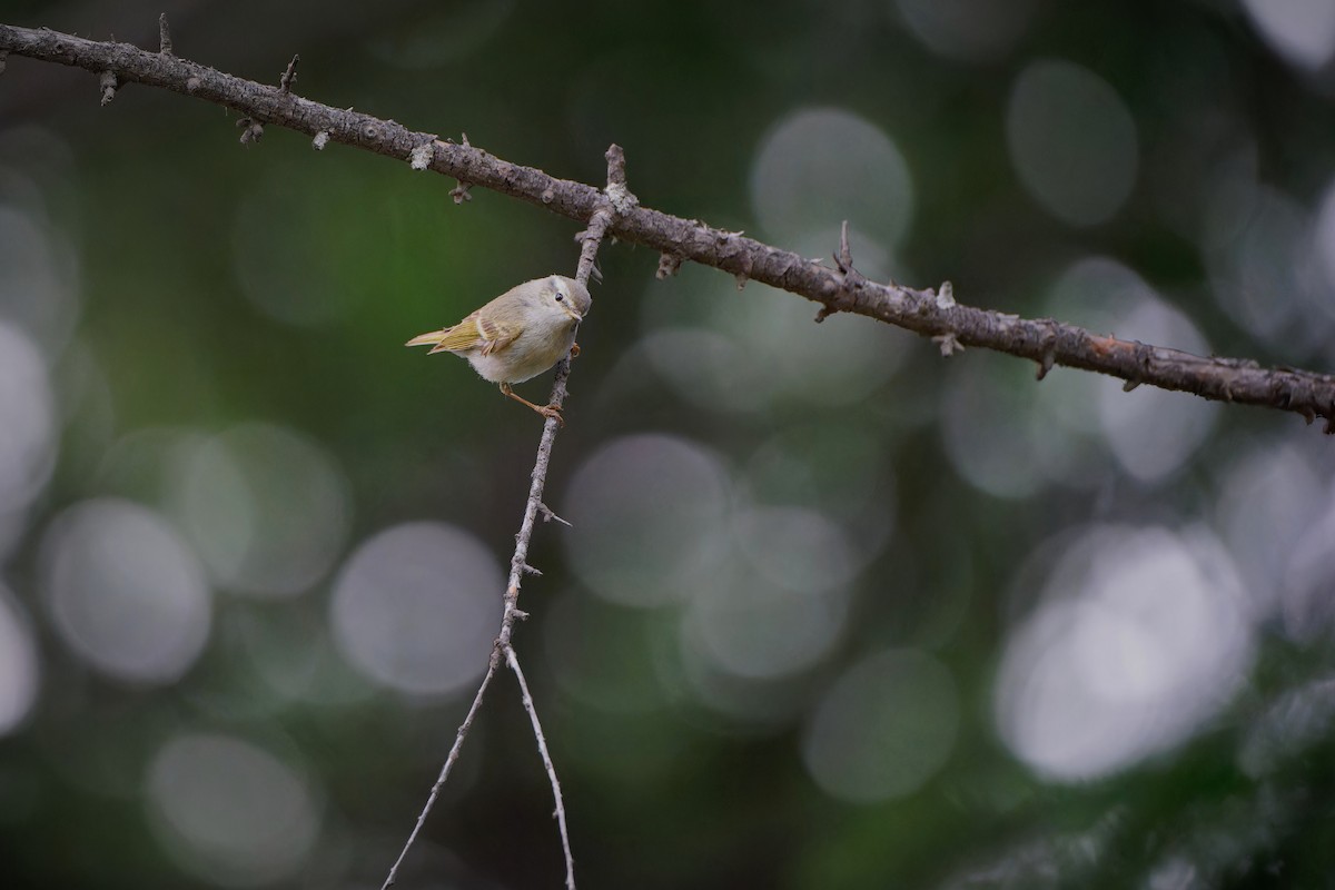 Hume's Warbler - ML620258413