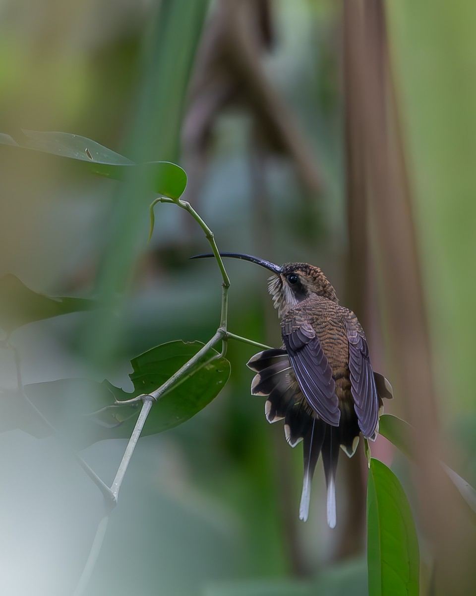 kolibřík tmavolící - ML620258416