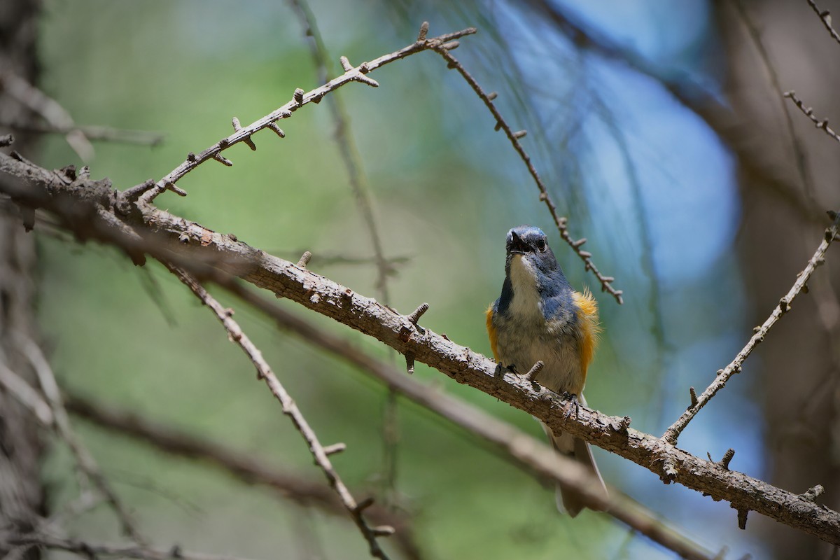 Red-flanked Bluetail (Qilian) - ML620258427