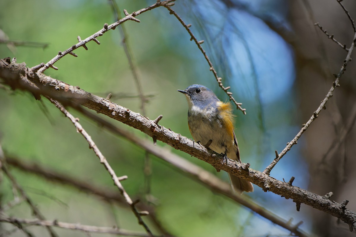 Blauschwanz (albocoeruleus) - ML620258428