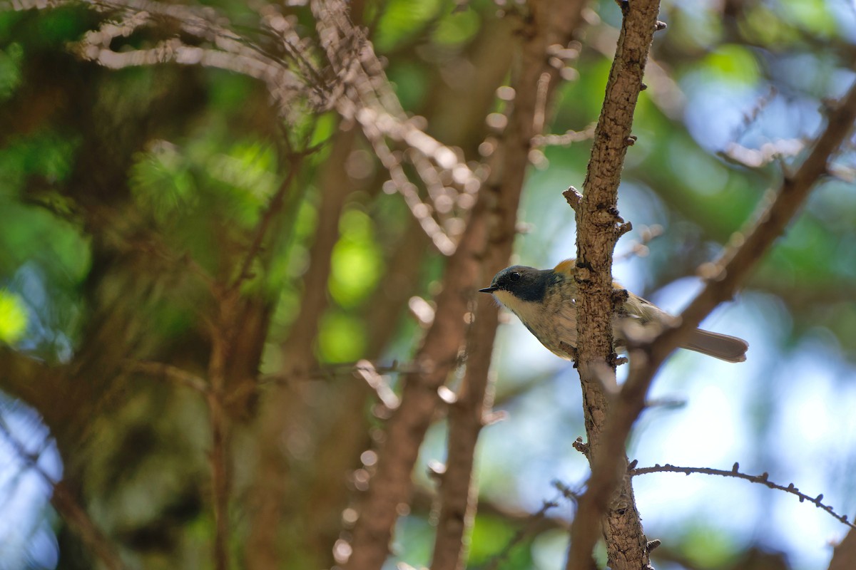 modruška tajgová (ssp. albocoeruleus) - ML620258429