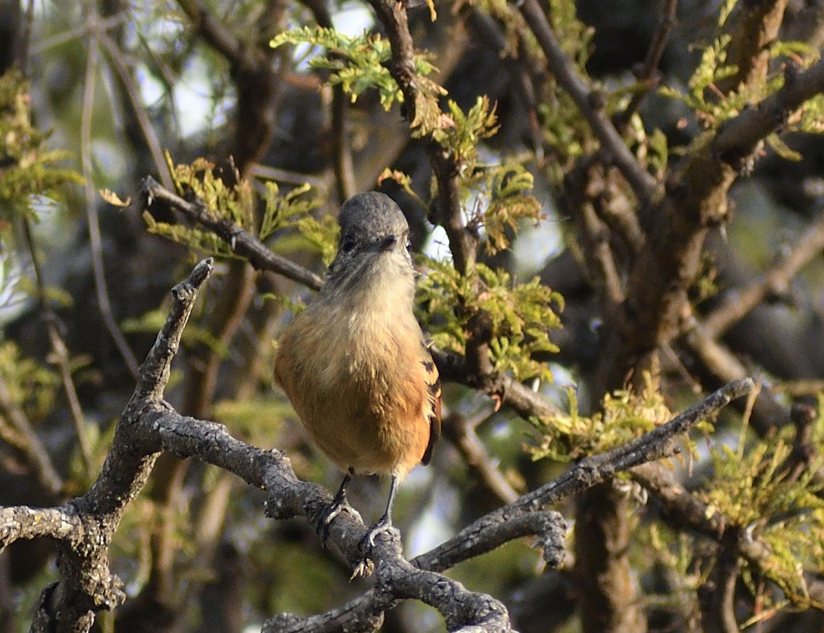 White-winged Black-Tyrant - ML620258430