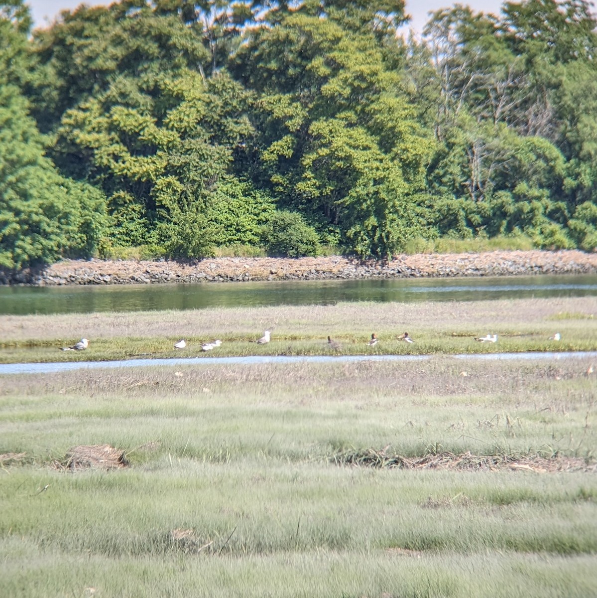 American Oystercatcher - ML620258437