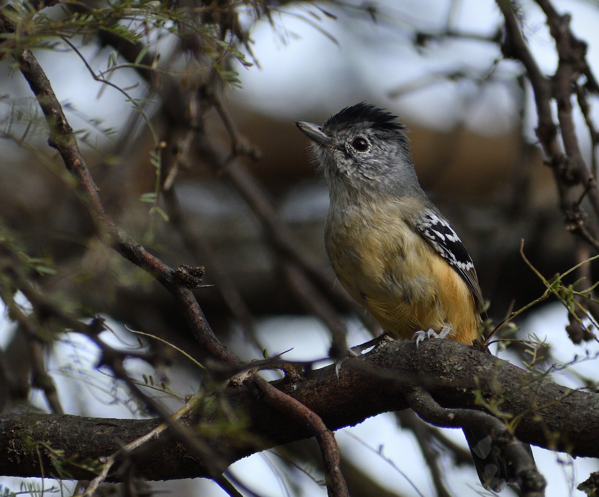 Variable Antshrike - ML620258438