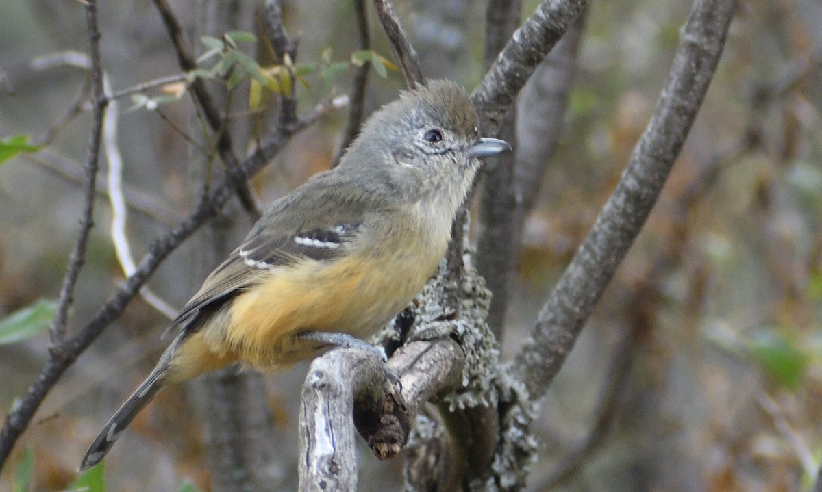 Variable Antshrike - ML620258443