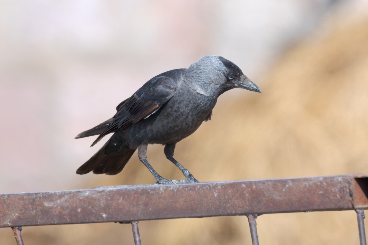 Eurasian Jackdaw - ML620258444