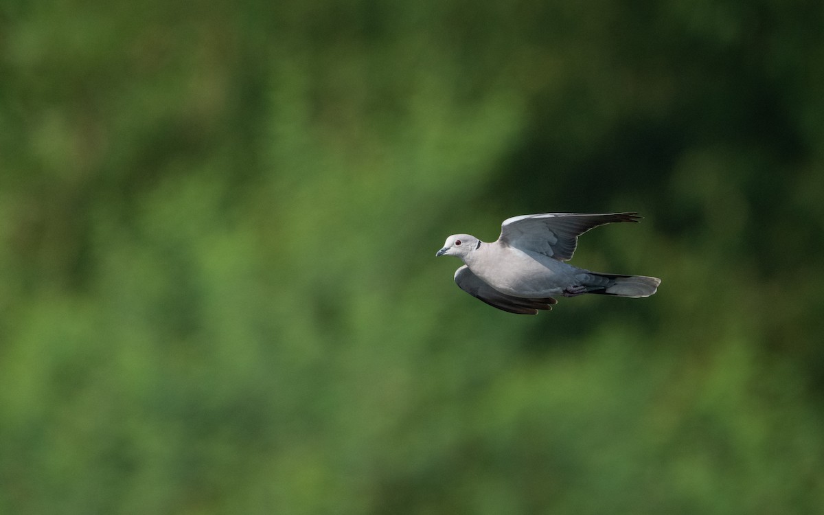 Eurasian Collared-Dove - ML620258445