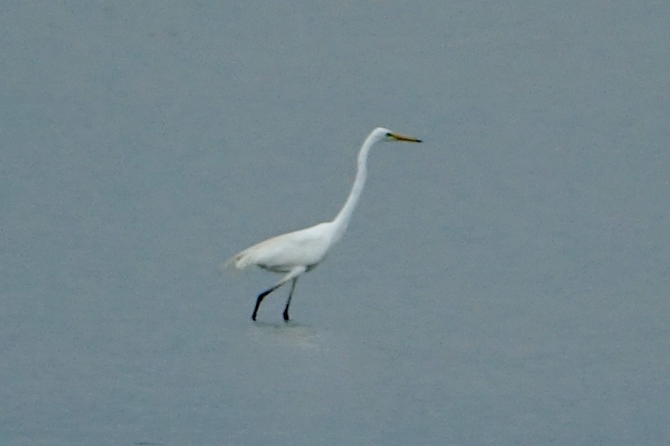 Chinese Egret - ML620258448