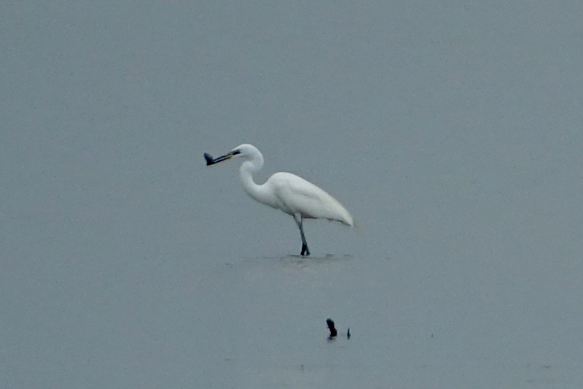 Chinese Egret - ML620258450