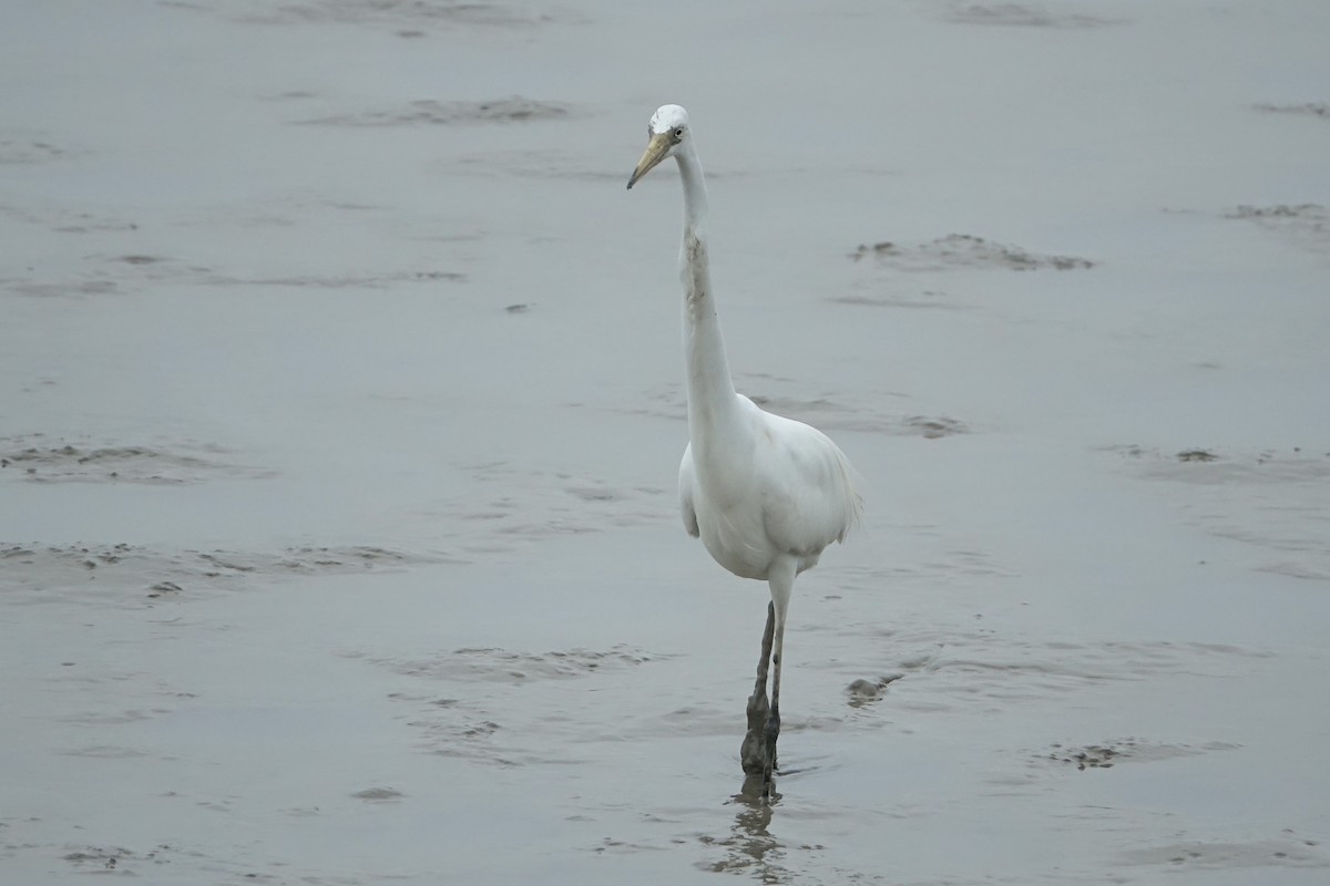 Chinese Egret - ML620258451