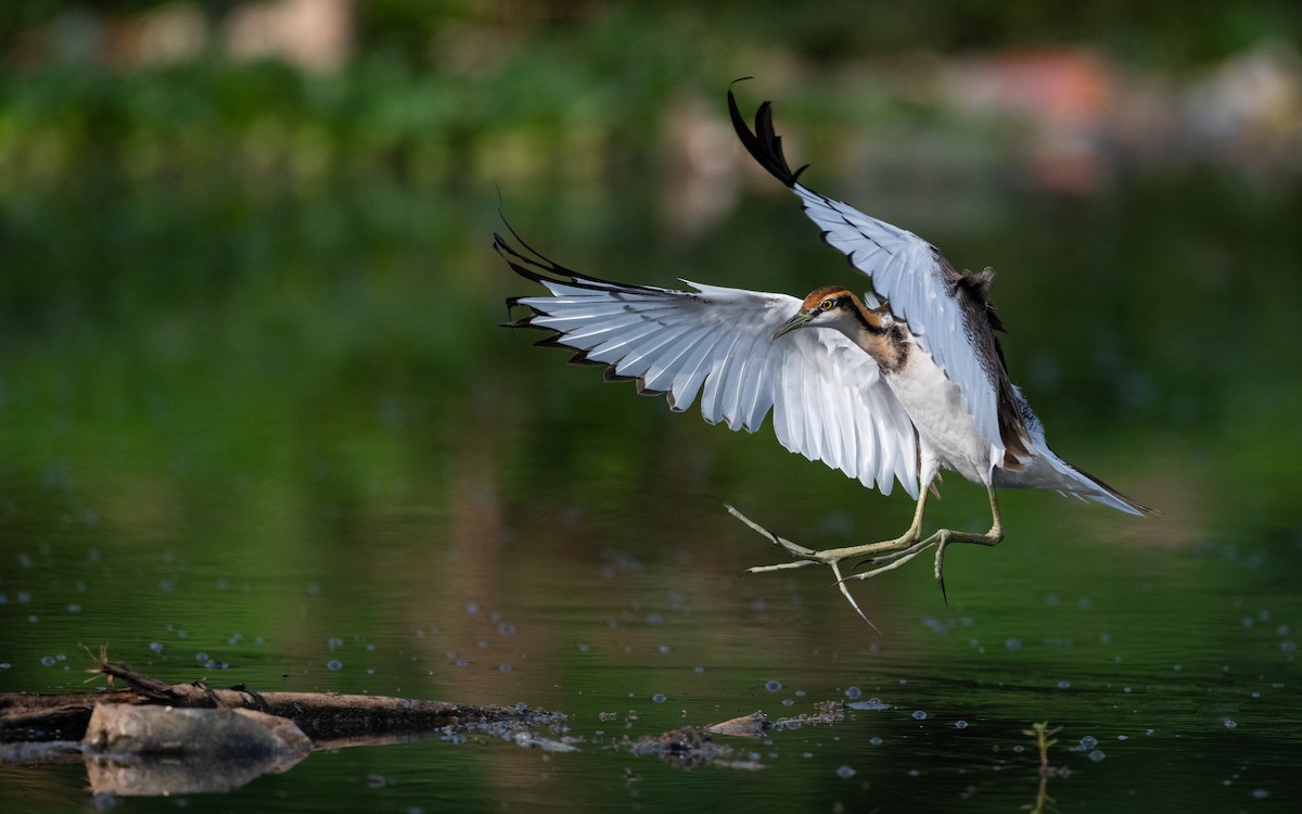 Pheasant-tailed Jacana - ML620258453