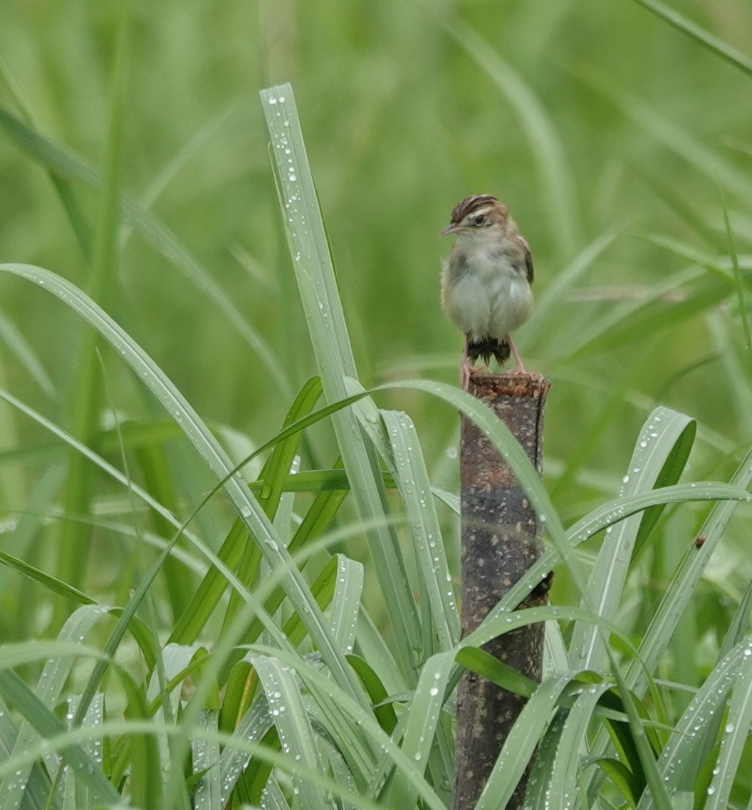 Zitting Cisticola - ML620258454