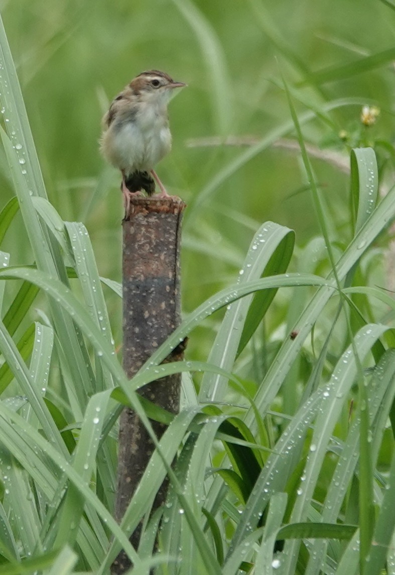 Zitting Cisticola - ML620258455