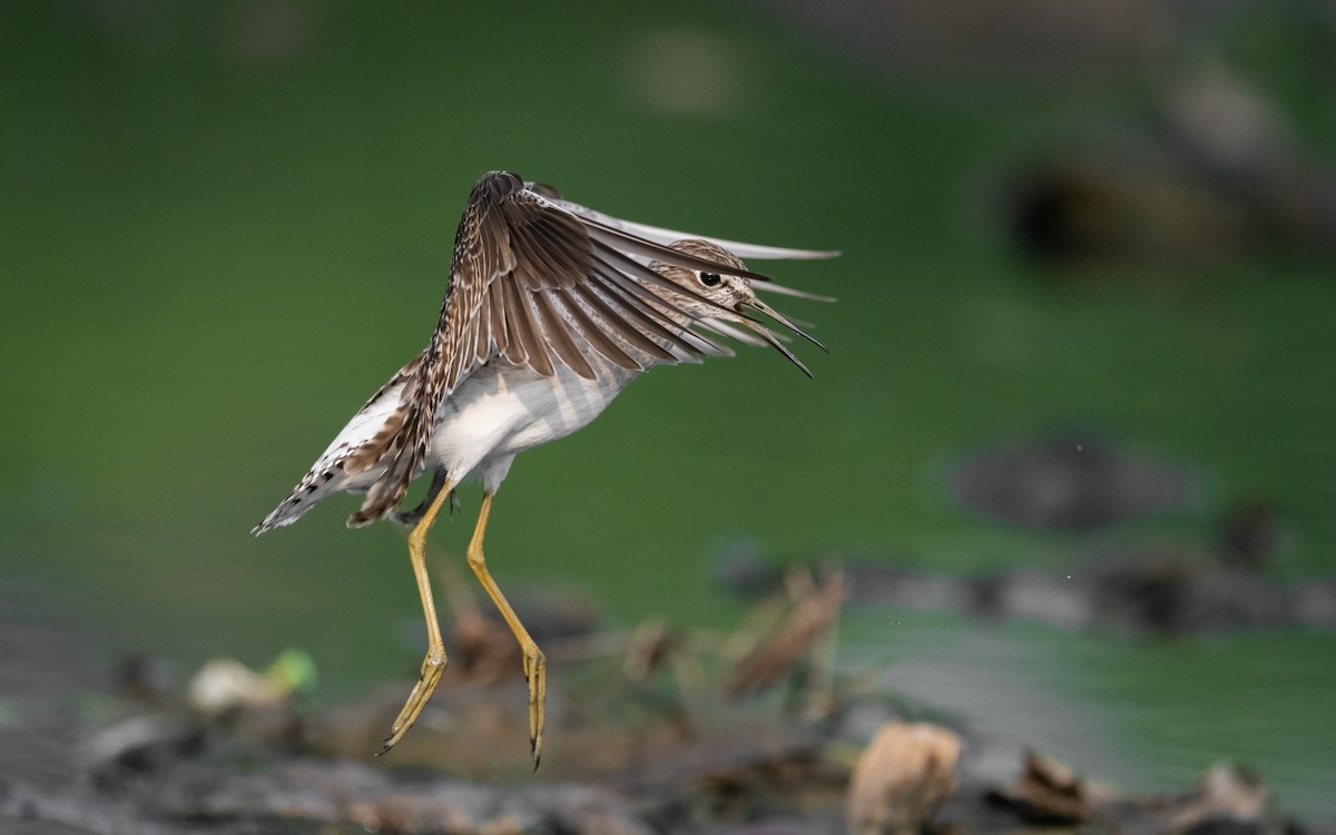 Wood Sandpiper - ML620258456