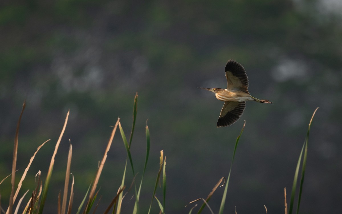 Yellow Bittern - ML620258461