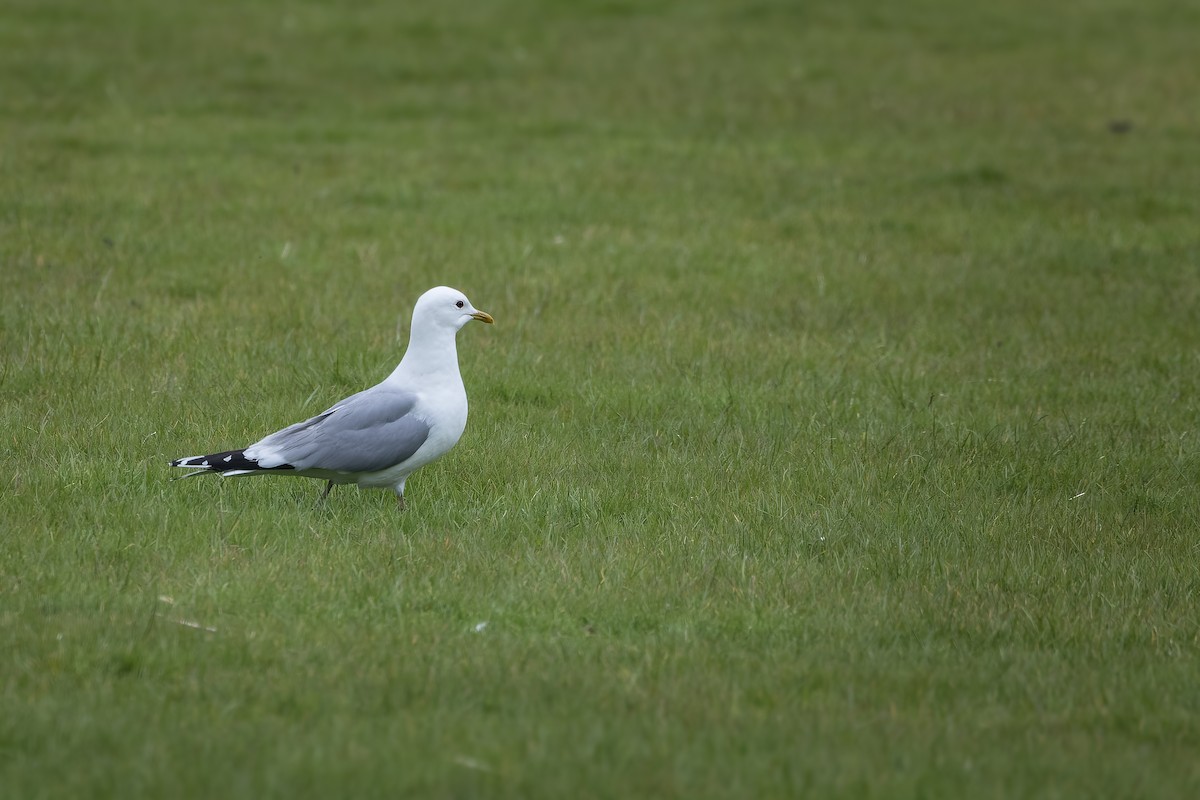 Common Gull - ML620258463