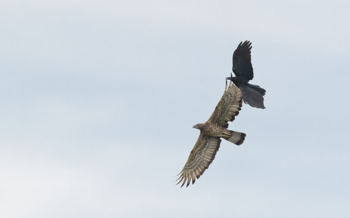 Oriental Honey-buzzard - ML620258464