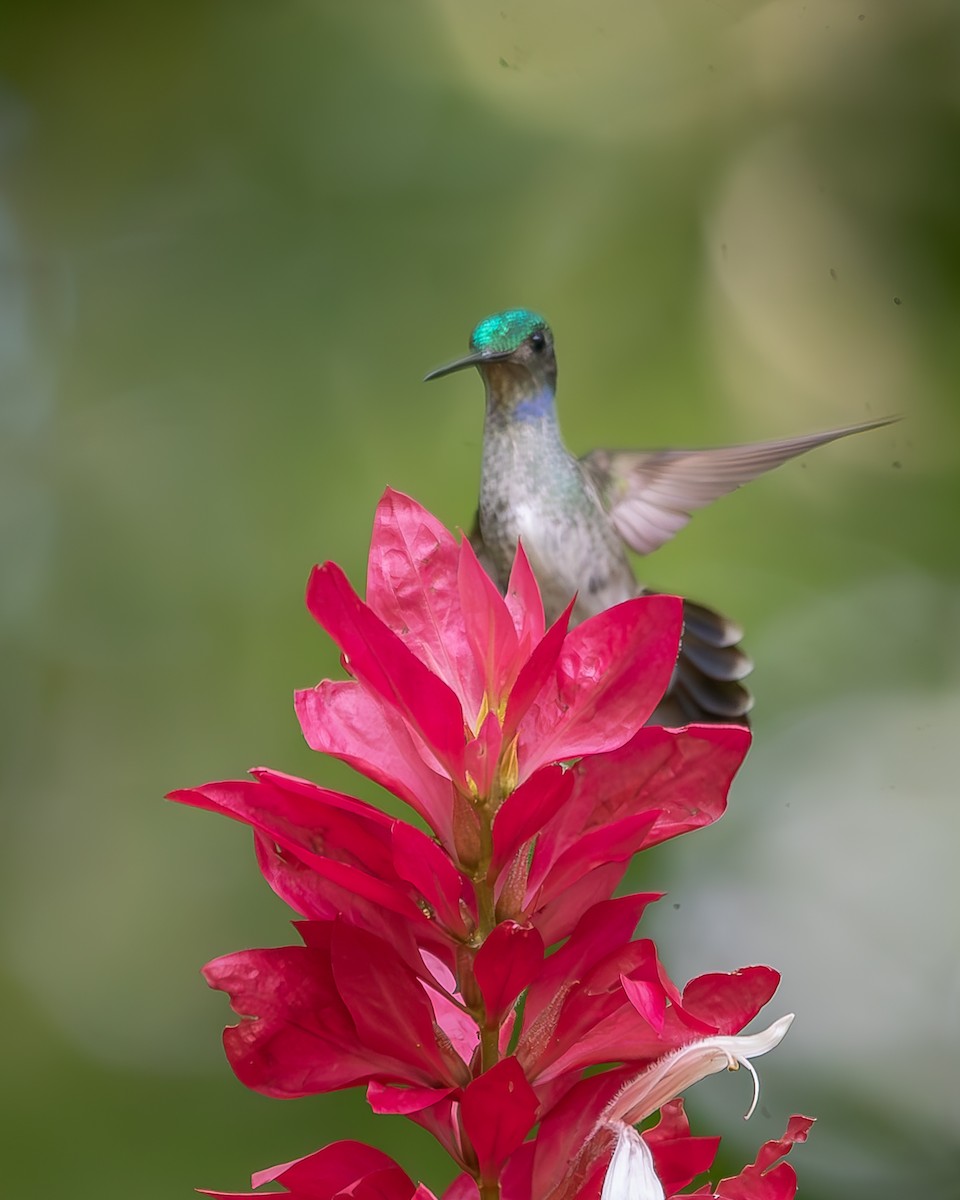 kolibřík sličný - ML620258471