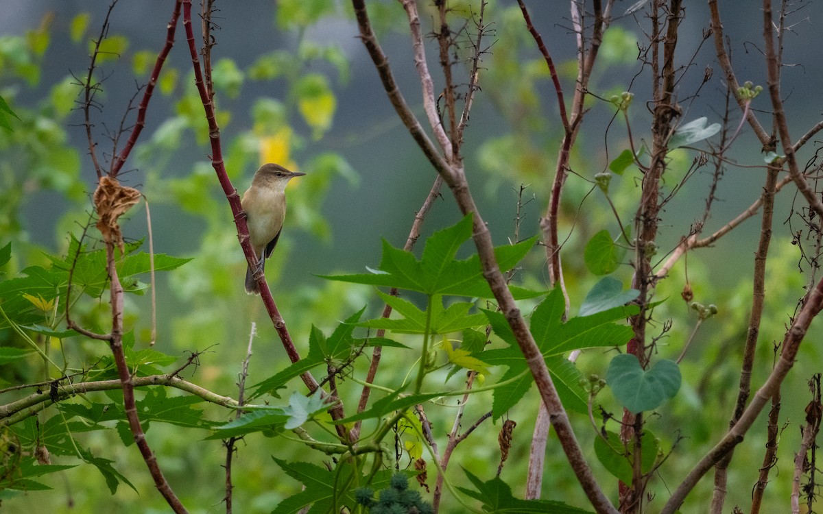 Clamorous Reed Warbler - ML620258472