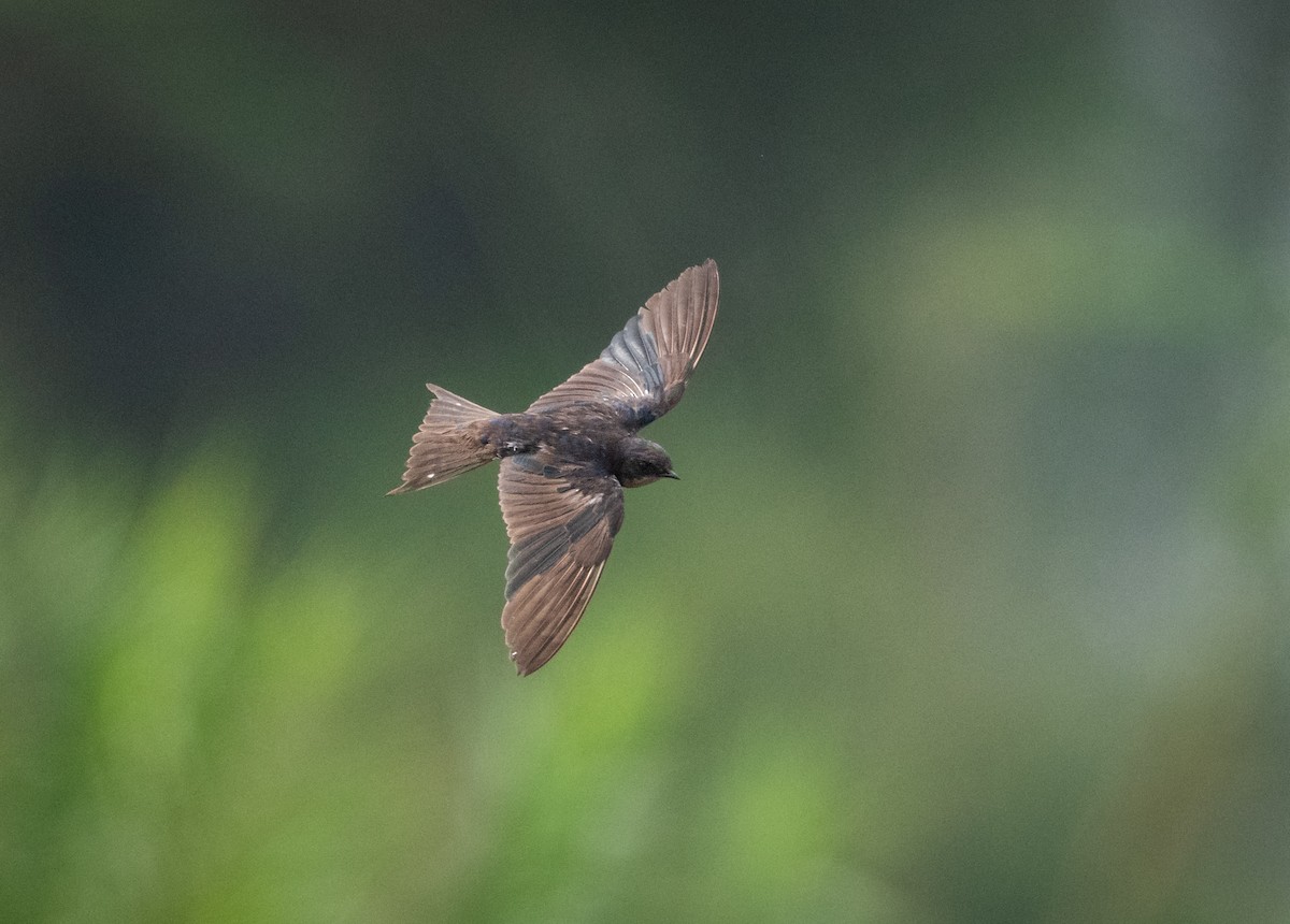 Golondrina Común - ML620258478