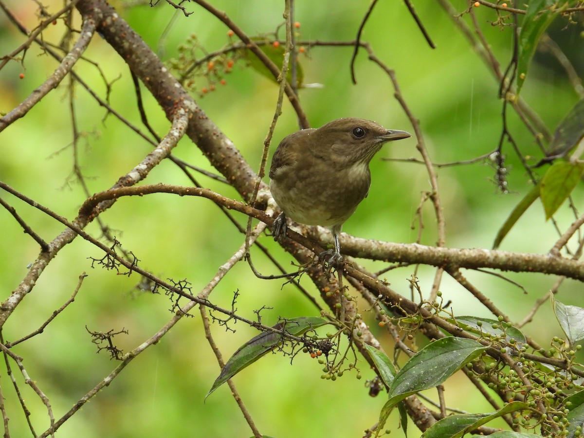 Black-billed Thrush - ML620258483