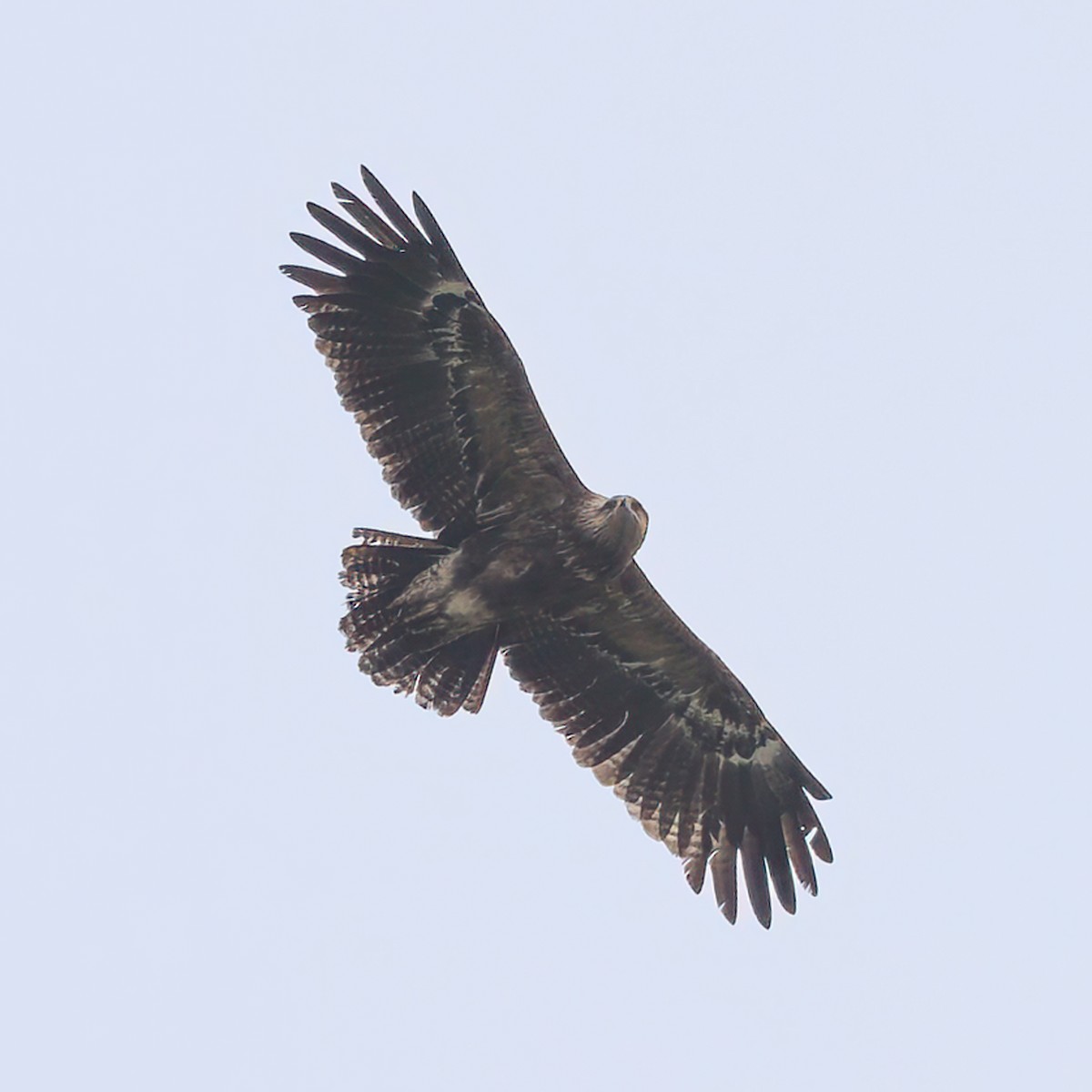 Águila Pomerana - ML620258489