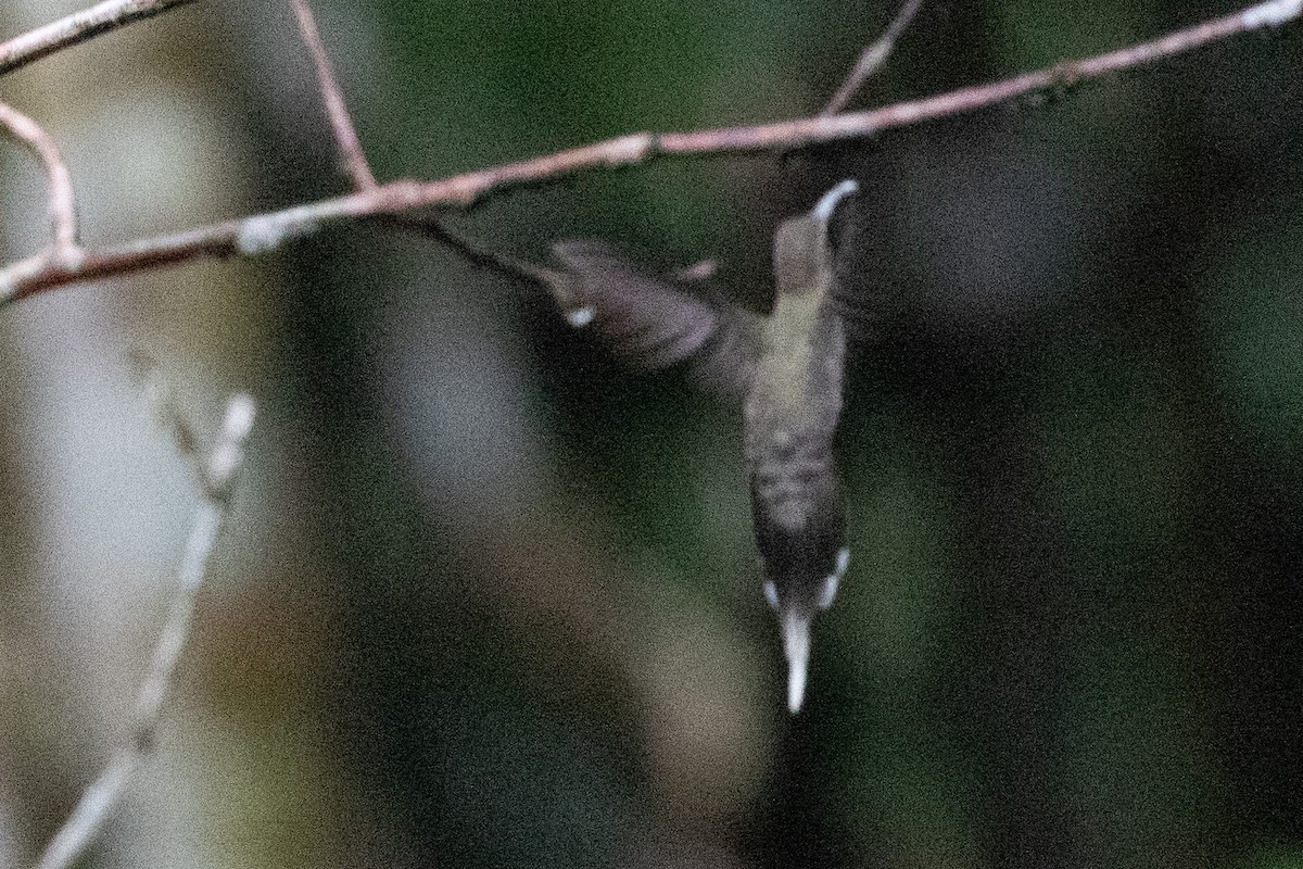 Weißbart-Schattenkolibri - ML620258490