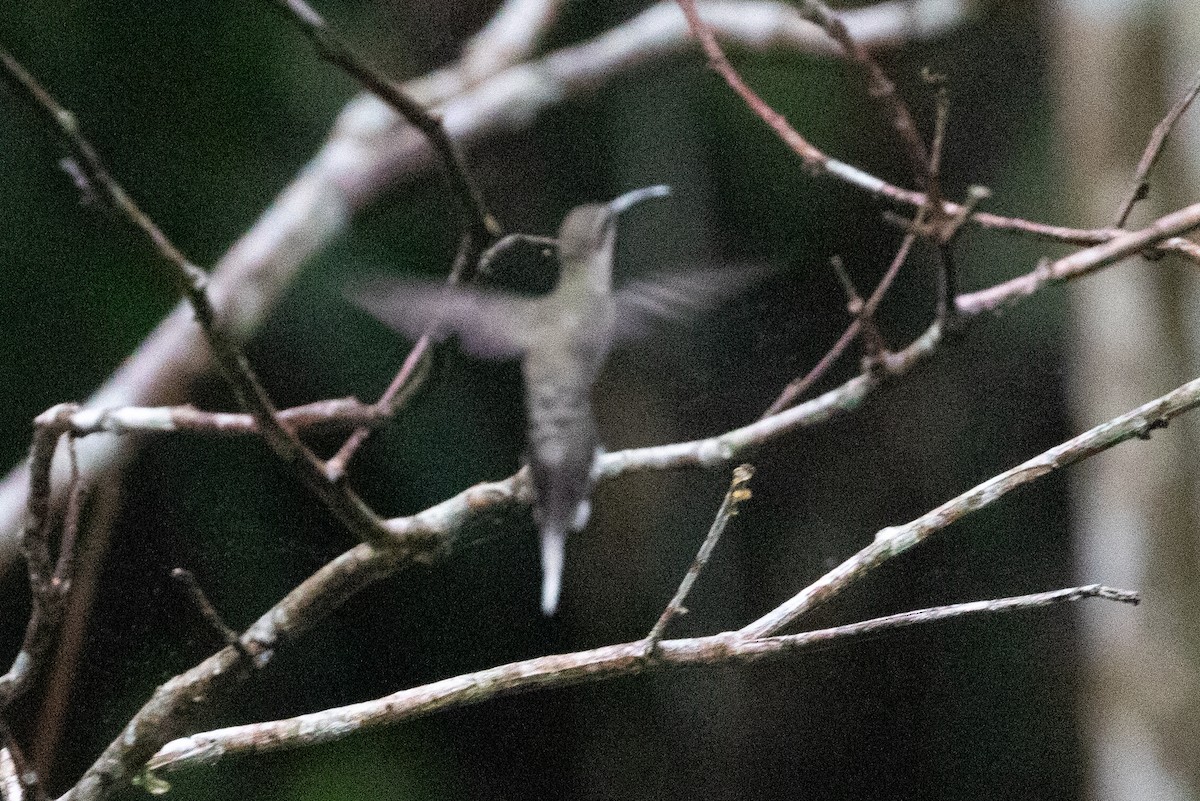 kolibřík běloknírkový - ML620258491