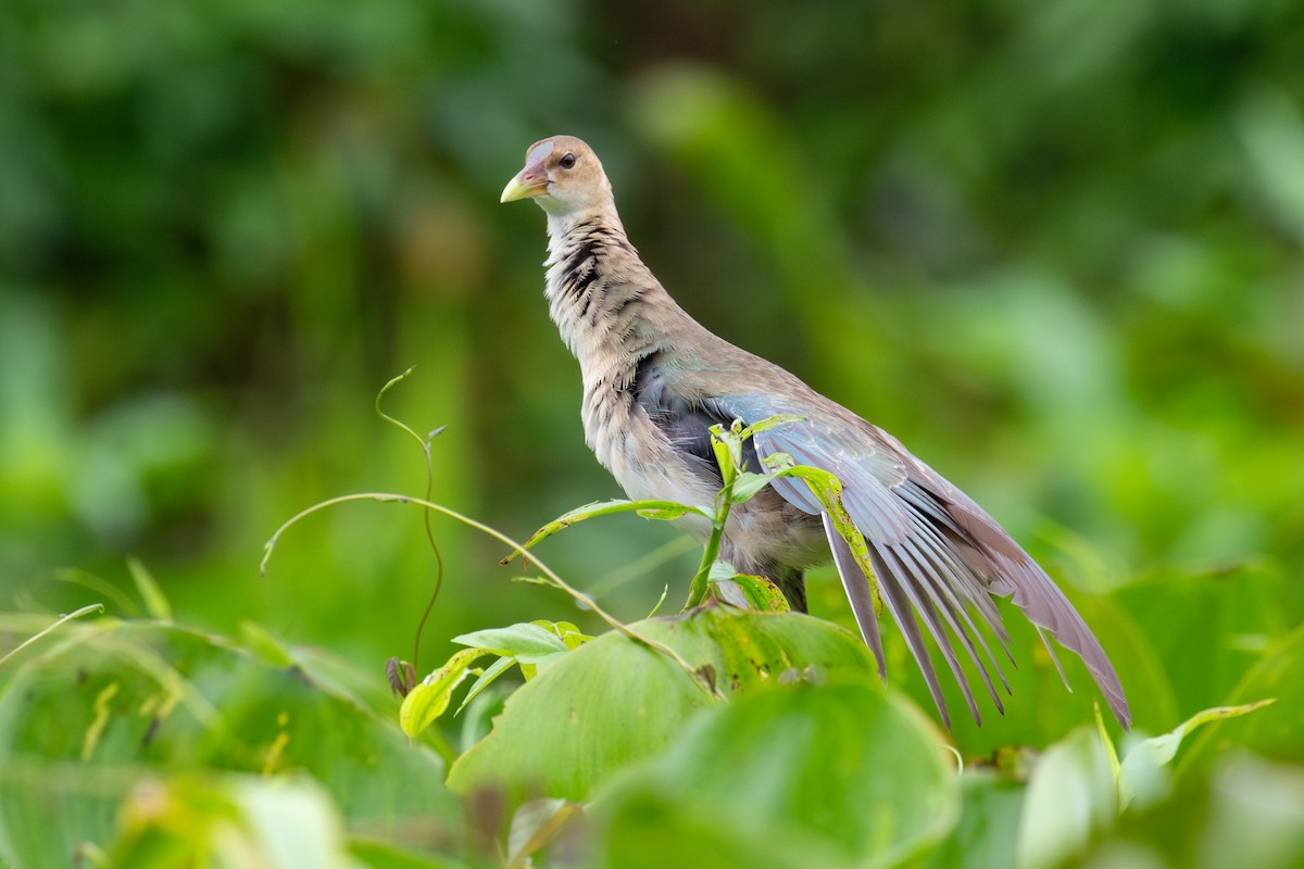 Azure Gallinule - ML620258494