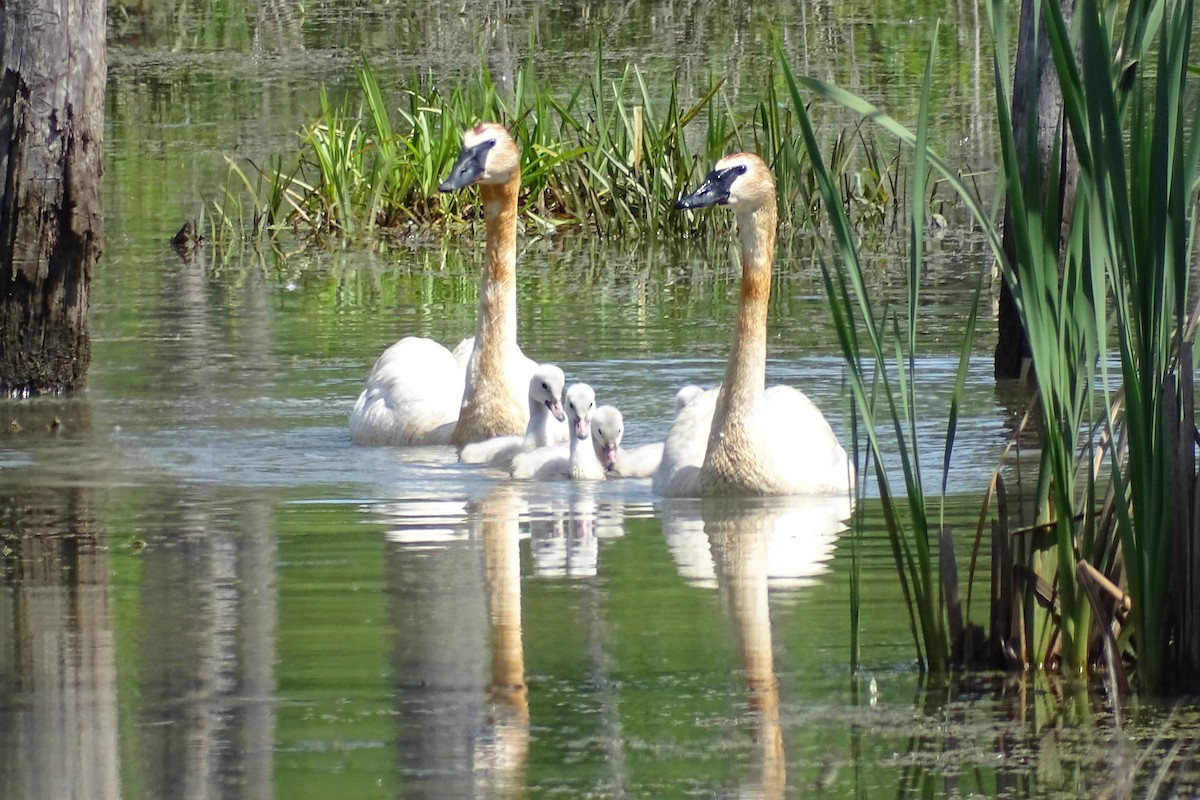 Trumpeter Swan - Nathan Miller