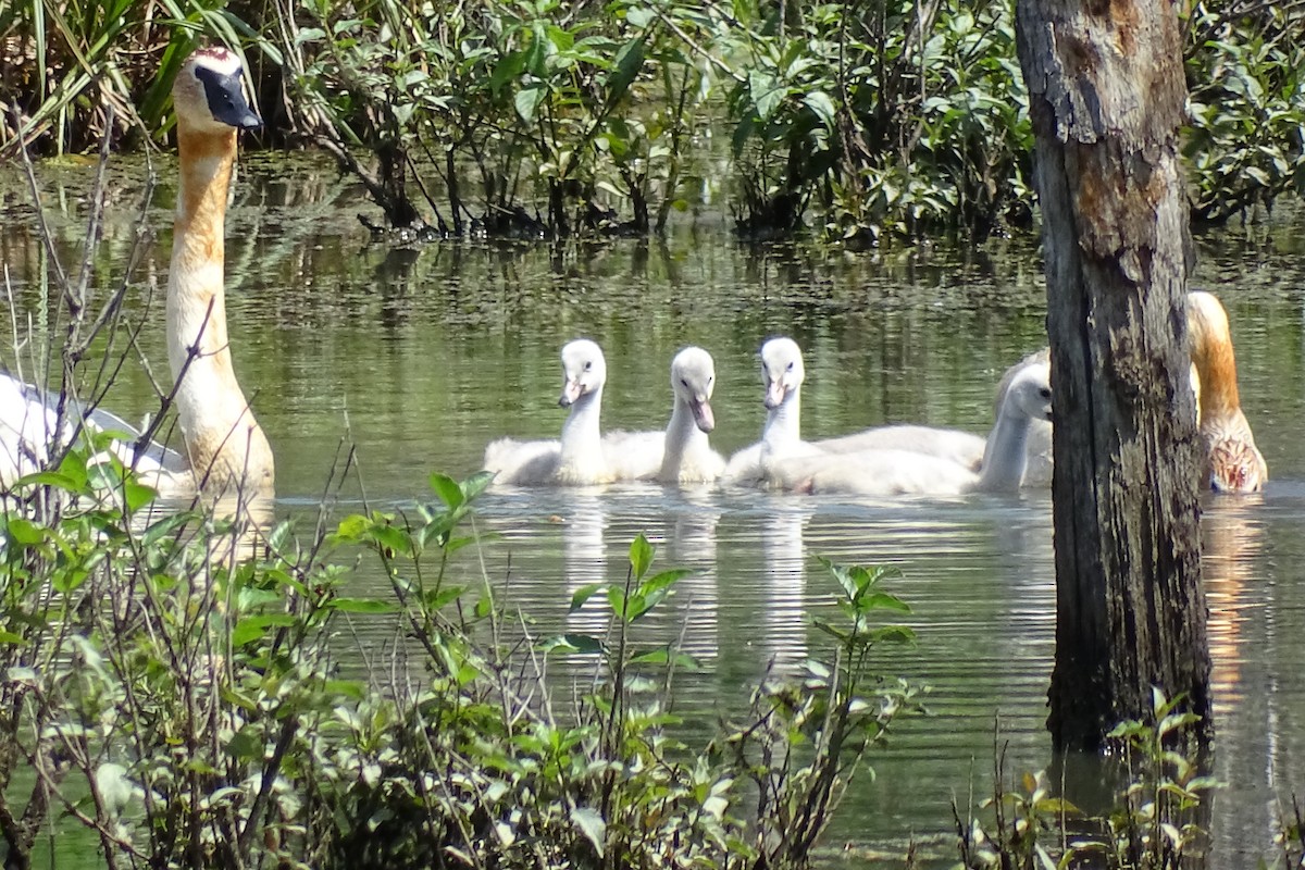 Cisne Trompetero - ML620258502