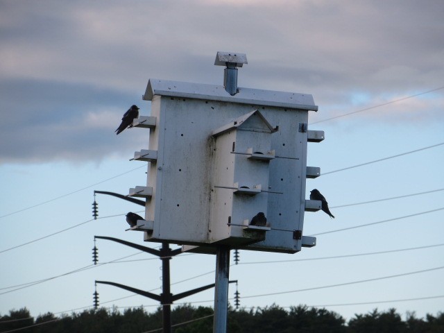 Purple Martin - ML620258504