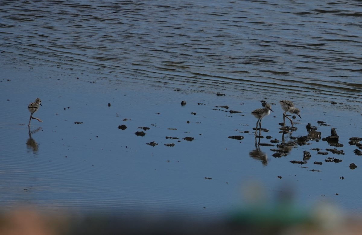 Black-winged Stilt - ML620258509