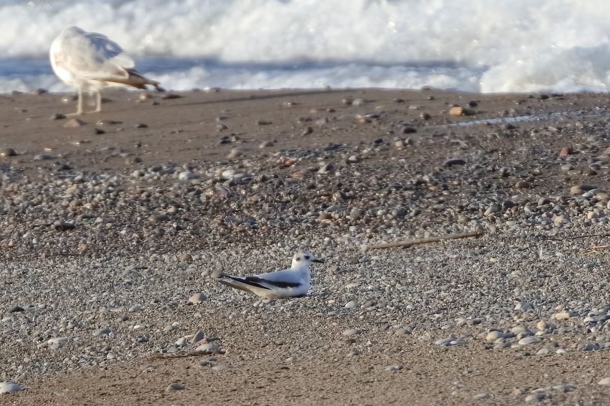 Little Gull - ML620258510