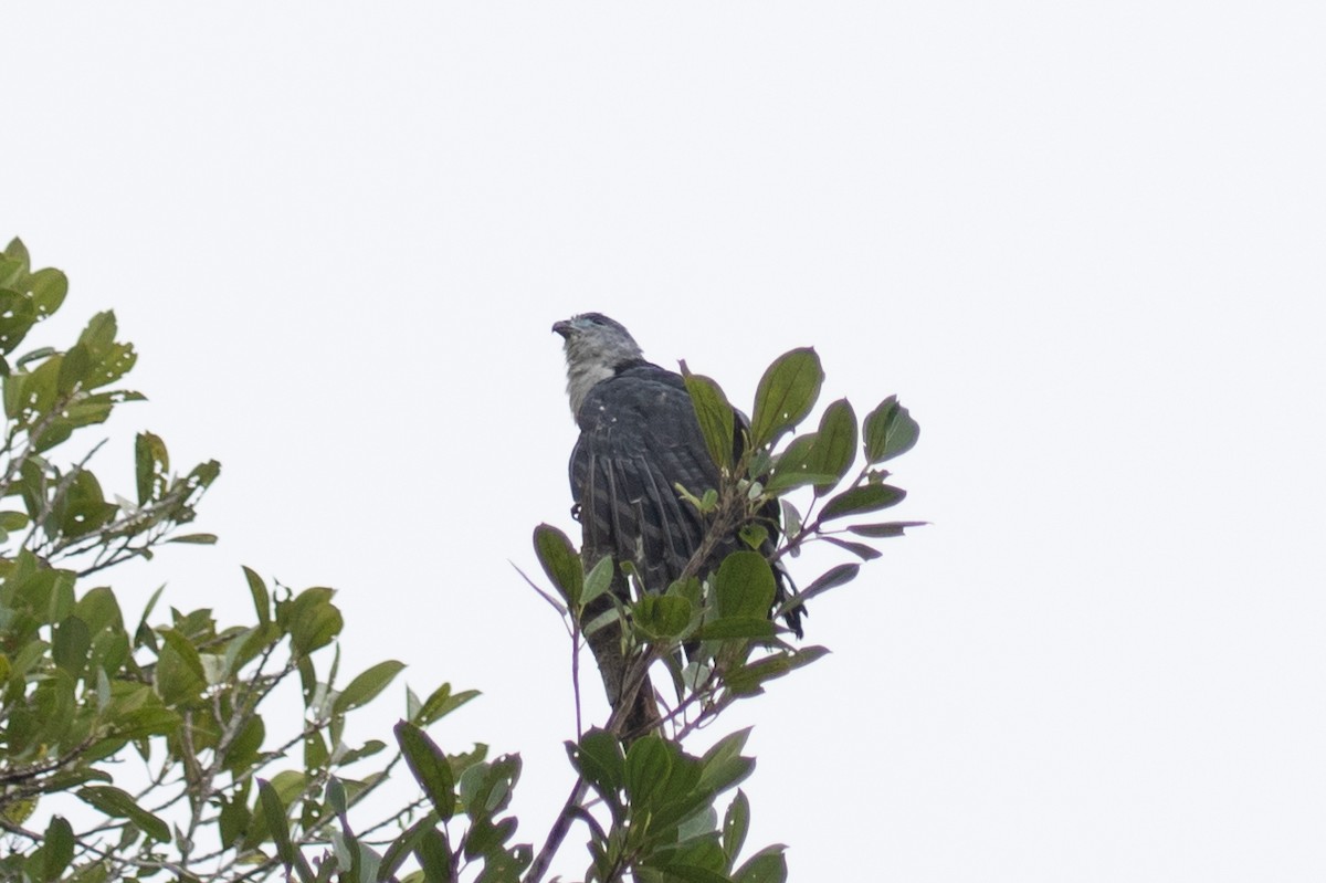 Gray-headed Kite - ML620258527