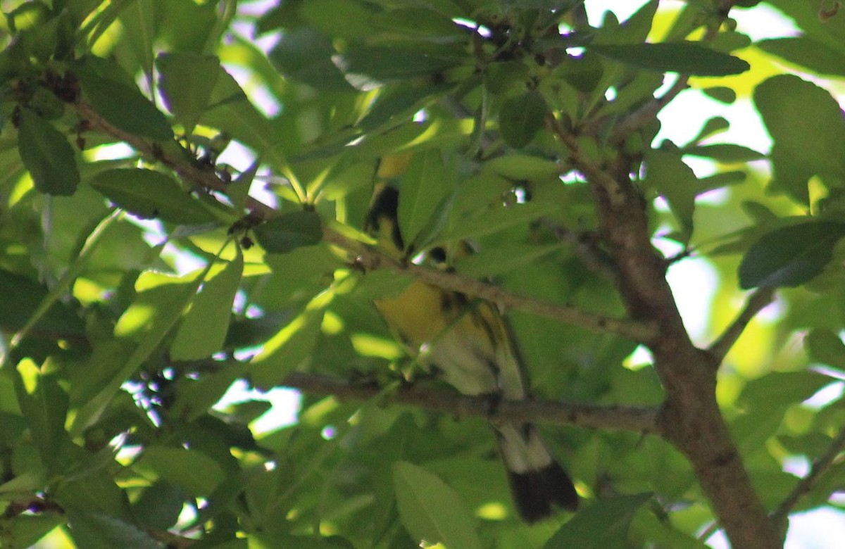 Magnolia Warbler - Peter  Van Veld