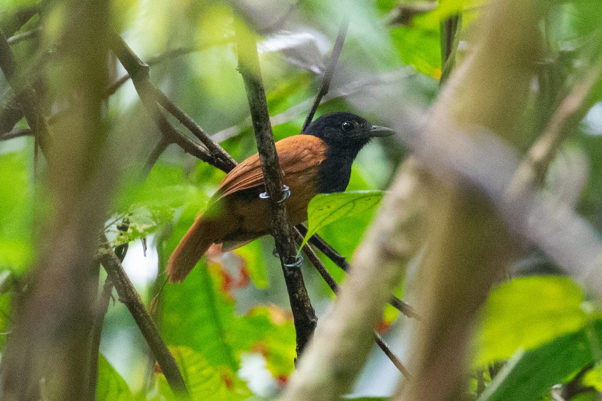 Cocha Antshrike - ML620258531