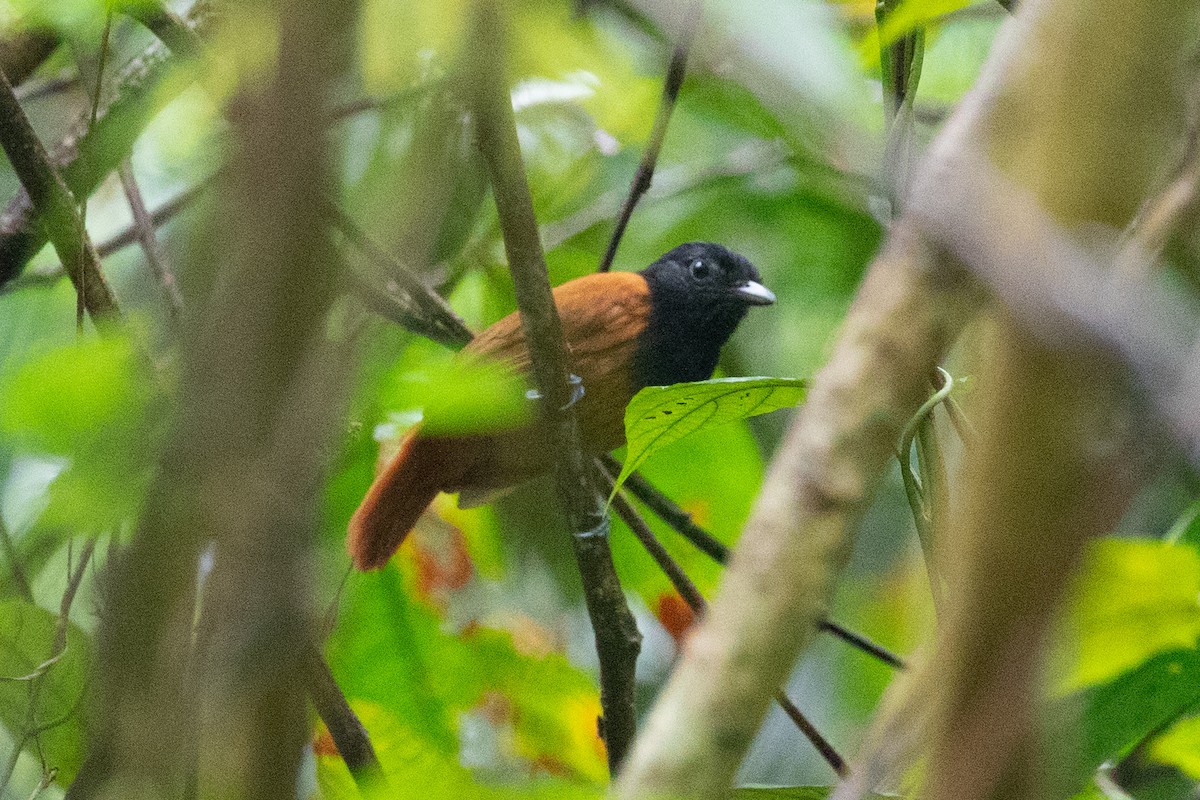 Cocha Antshrike - ML620258532