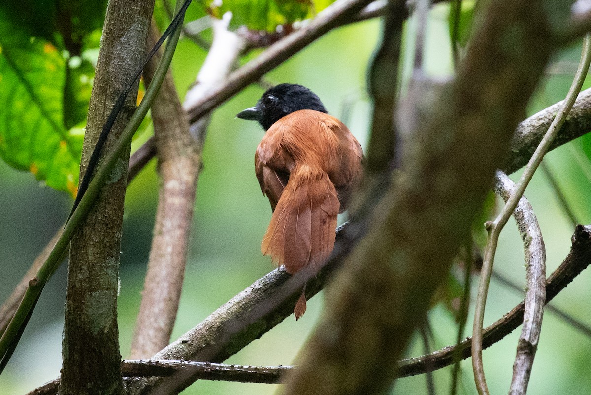 Cocha Antshrike - ML620258533