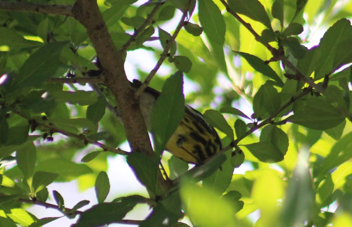 Magnolia Warbler - ML620258538