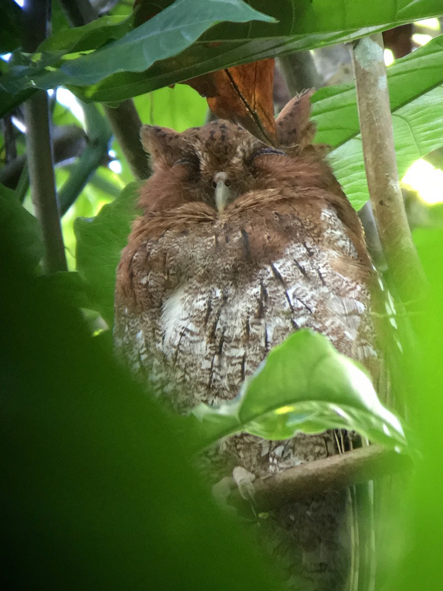 Middle American Screech-Owl - ML620258559