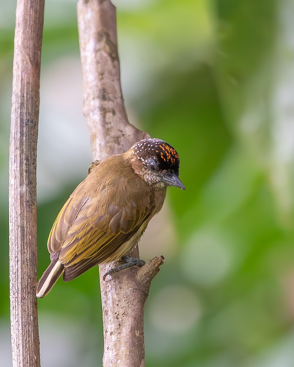 Olivaceous Piculet - ML620258560